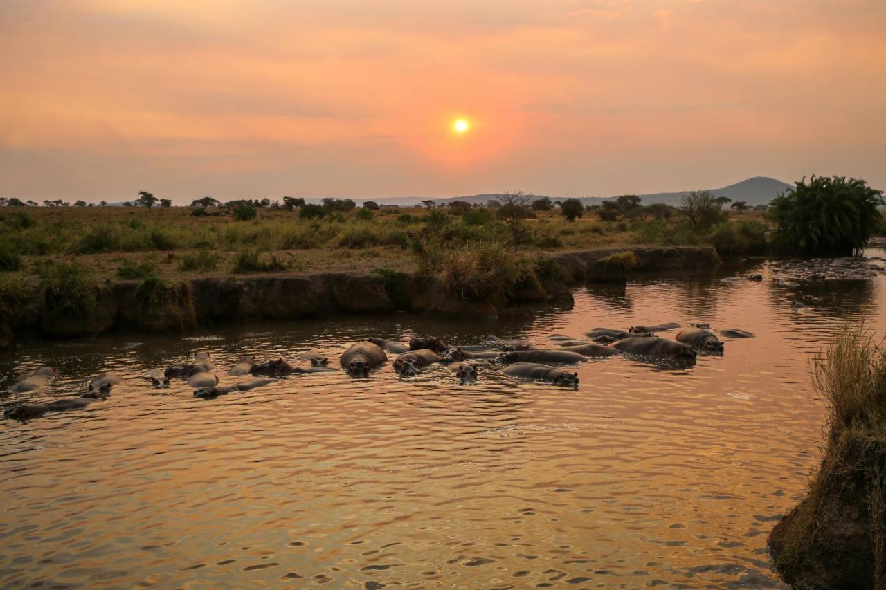 Osero Serengeti Luxury Tented Camp Banagi Exteriör bild